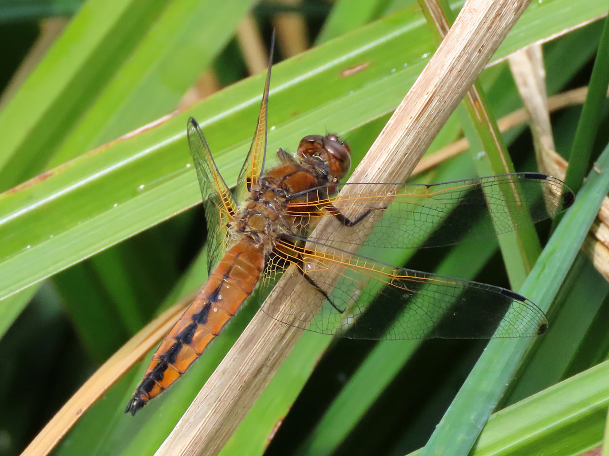 Libellula_fulva